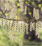Schweif-Ähre - Stachyurus praecox