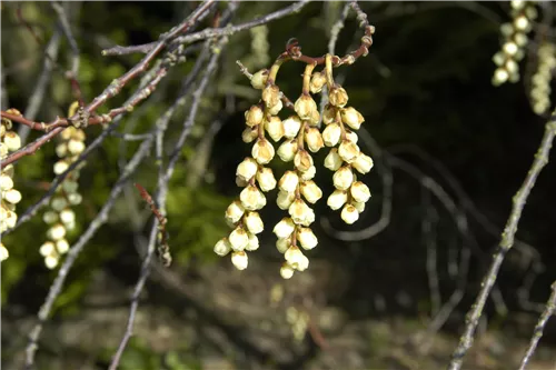 Schweif-Ähre - Stachyurus praecox