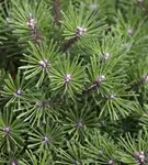 Berg-Kiefer 'Benjamin' - Pinus mugo 'Benjamin'