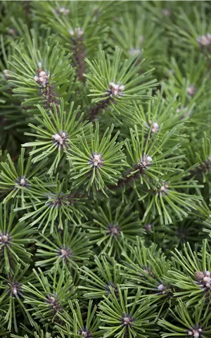 Pinus mugo 'Benjamin'