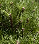 Berg-Kiefer 'Benjamin' - Pinus mugo 'Benjamin'