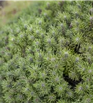 Berg-Kiefer 'Benjamin' - Pinus mugo 'Benjamin'