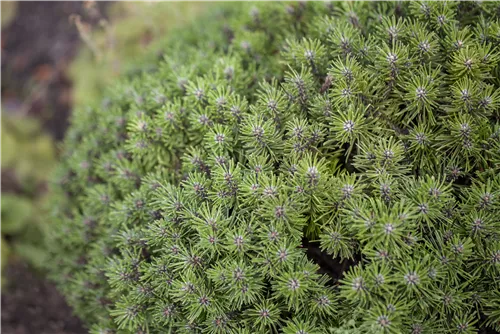 Berg-Kiefer 'Benjamin' - Pinus mugo 'Benjamin'