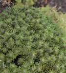 Berg-Kiefer 'Benjamin' - Pinus mugo 'Benjamin'