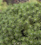 Berg-Kiefer 'Benjamin' - Pinus mugo 'Benjamin'