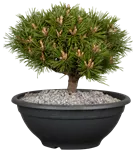 Berg-Kiefer 'Benjamin' - Pinus mugo 'Benjamin'