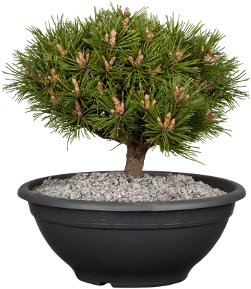 Berg-Kiefer 'Benjamin' - Pinus mugo 'Benjamin'