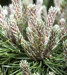 Berg-Kiefer 'Benjamin' - Pinus mugo 'Benjamin'