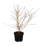 Geschlitzte Kirsche 'Mikinori' - Prunus incisa 'Mikinori' CAC