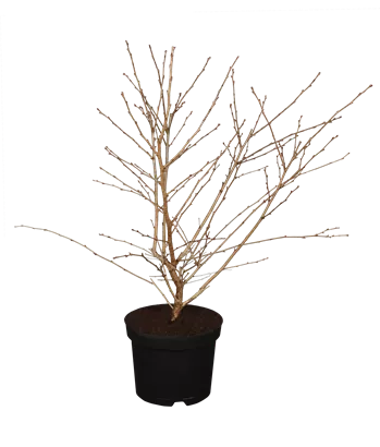 Geschlitzte Kirsche 'Mikinori' - Prunus incisa 'Mikinori' CAC