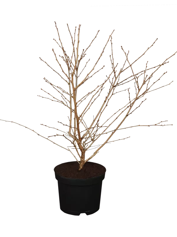 Geschlitzte Kirsche 'Mikinori' - Prunus incisa 'Mikinori' CAC