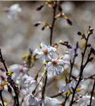 Geschlitzte Kirsche 'Mikinori' - Prunus incisa 'Mikinori' CAC