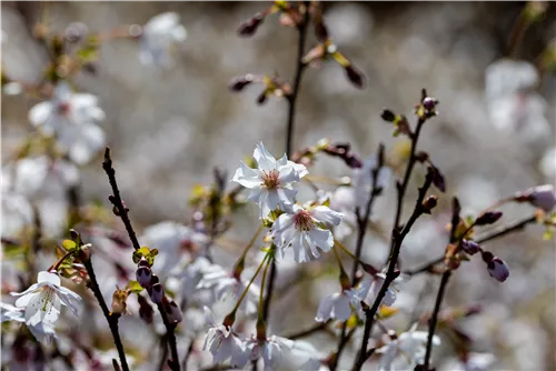 Geschlitzte Kirsche 'Mikinori' - Prunus incisa 'Mikinori' CAC
