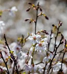 Geschlitzte Kirsche 'Mikinori' - Prunus incisa 'Mikinori' CAC
