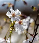 Geschlitzte Kirsche 'Mikinori' - Prunus incisa 'Mikinori' CAC