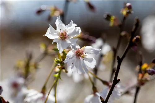 Geschlitzte Kirsche 'Mikinori' - Prunus incisa 'Mikinori' CAC