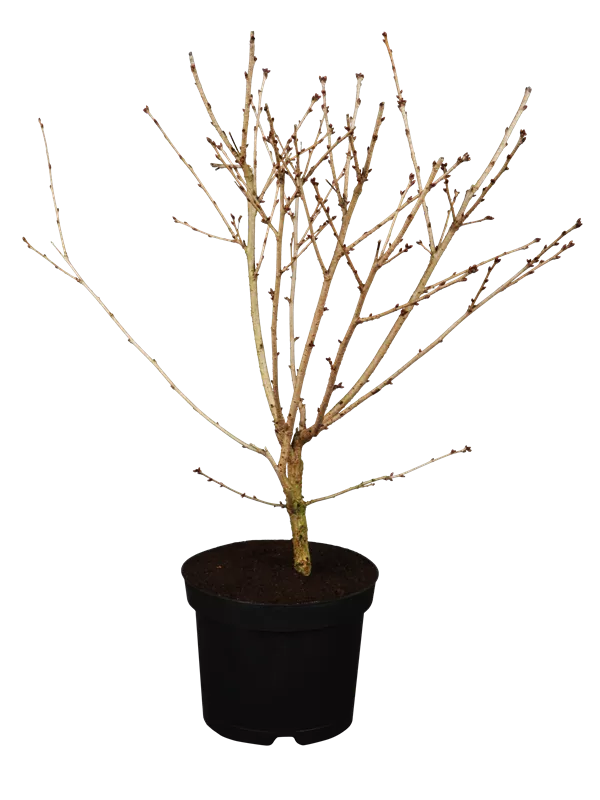 Prunus incisa 'Oshidori'