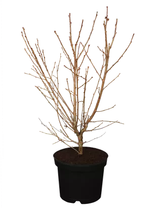 Geschlitzte Kirsche 'Paean' - Prunus incisa 'Paean'