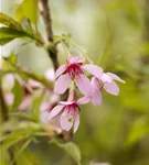 Geschlitzte Kirsche 'Paean' - Prunus incisa 'Paean'