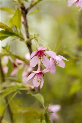 Geschlitzte Kirsche 'Paean' - Prunus incisa 'Paean'