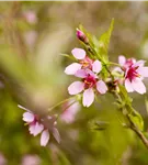 Geschlitzte Kirsche 'Paean' - Prunus incisa 'Paean'