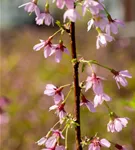 Geschlitzte Kirsche 'Paean' - Prunus incisa 'Paean'