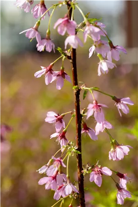 Geschlitzte Kirsche 'Paean' - Prunus incisa 'Paean'