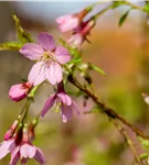 Geschlitzte Kirsche 'Paean' - Prunus incisa 'Paean'