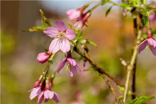 Geschlitzte Kirsche 'Paean' - Prunus incisa 'Paean'