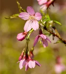 Geschlitzte Kirsche 'Paean' - Prunus incisa 'Paean'