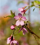 Geschlitzte Kirsche 'Paean' - Prunus incisa 'Paean'