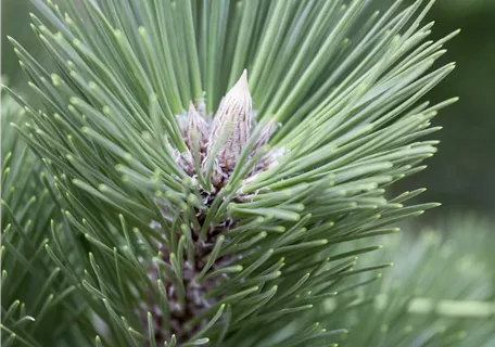 Pinus nigra 'Helga' - Schwarzkiefer 'Helga'
