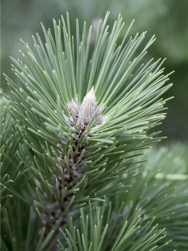 Schwarzkiefer 'Helga' - Pinus nigra 'Helga'