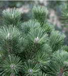 Schwarzkiefer 'Helga' - Pinus nigra 'Helga'