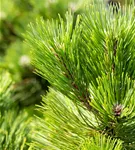 Schwarzkiefer 'Helga' - Pinus nigra 'Helga'