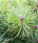 Schwarzkiefer 'Helga' - Pinus nigra 'Helga'