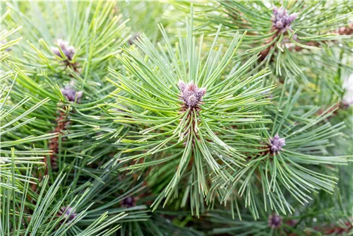 Schwarzkiefer 'Helga' - Pinus nigra 'Helga'
