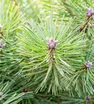 Schwarzkiefer 'Helga' - Pinus nigra 'Helga'