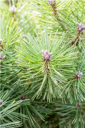 Schwarzkiefer 'Helga' - Pinus nigra 'Helga'