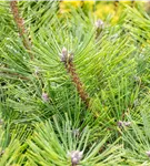 Schwarzkiefer 'Helga' - Pinus nigra 'Helga'