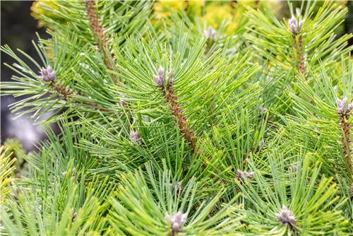 Schwarzkiefer 'Helga' - Pinus nigra 'Helga'