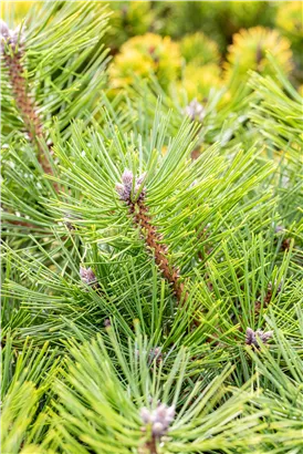 Schwarzkiefer 'Helga' - Pinus nigra 'Helga'