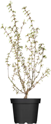 Zwergkirsche 'Brillant' - Prunus nipponica 'Brillant'