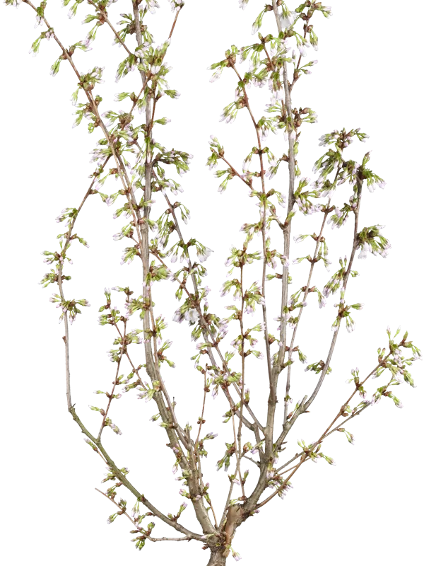 Zwergkirsche 'Brillant' - Prunus nipponica 'Brillant'