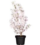 Zwergkirsche 'Brillant' - Prunus nipponica 'Brillant'