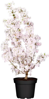 Zwergkirsche 'Brillant' - Prunus nipponica 'Brillant'