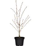 Zwergkirsche 'Brillant' - Prunus nipponica 'Brillant'