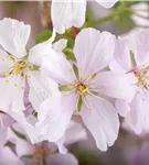 Zwergkirsche 'Brillant' - Prunus nipponica 'Brillant'