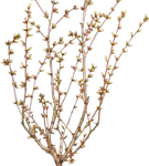 Zwergkirsche 'Brillant' - Prunus nipponica 'Brillant'