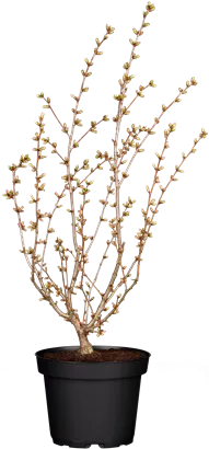 Zwergkirsche 'Brillant' - Prunus nipponica 'Brillant'